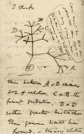 Arbre de vie - Charles Darwin, carnet 1837