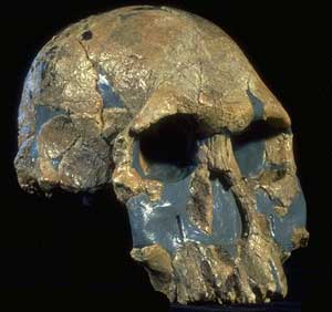 Crâne 1470