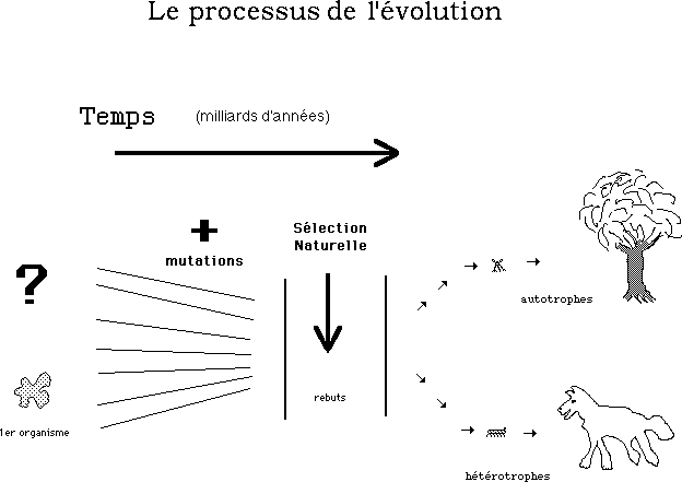 Diagramme (très élémentaire) du processus évolutif.