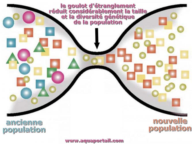 goulot d'étranglement génétique