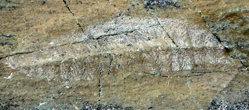 spindle-shaped organism, Mistaken Point, Newfoundland