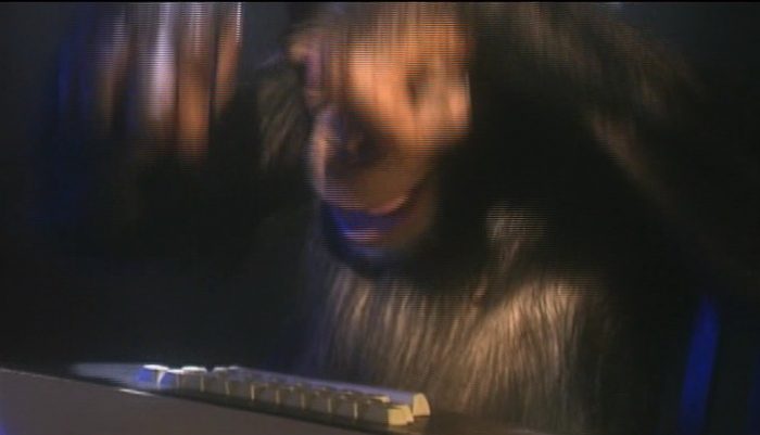 chimpanzé au clavier